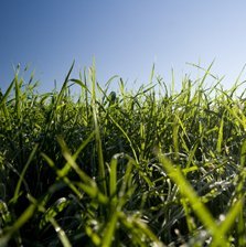 新西蘭發明牧草氮響應分析工具
